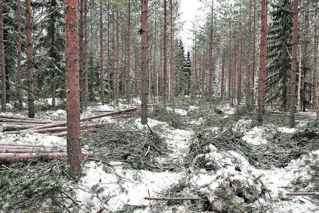 Varaudu tulevaisuuteen - Metsälehti