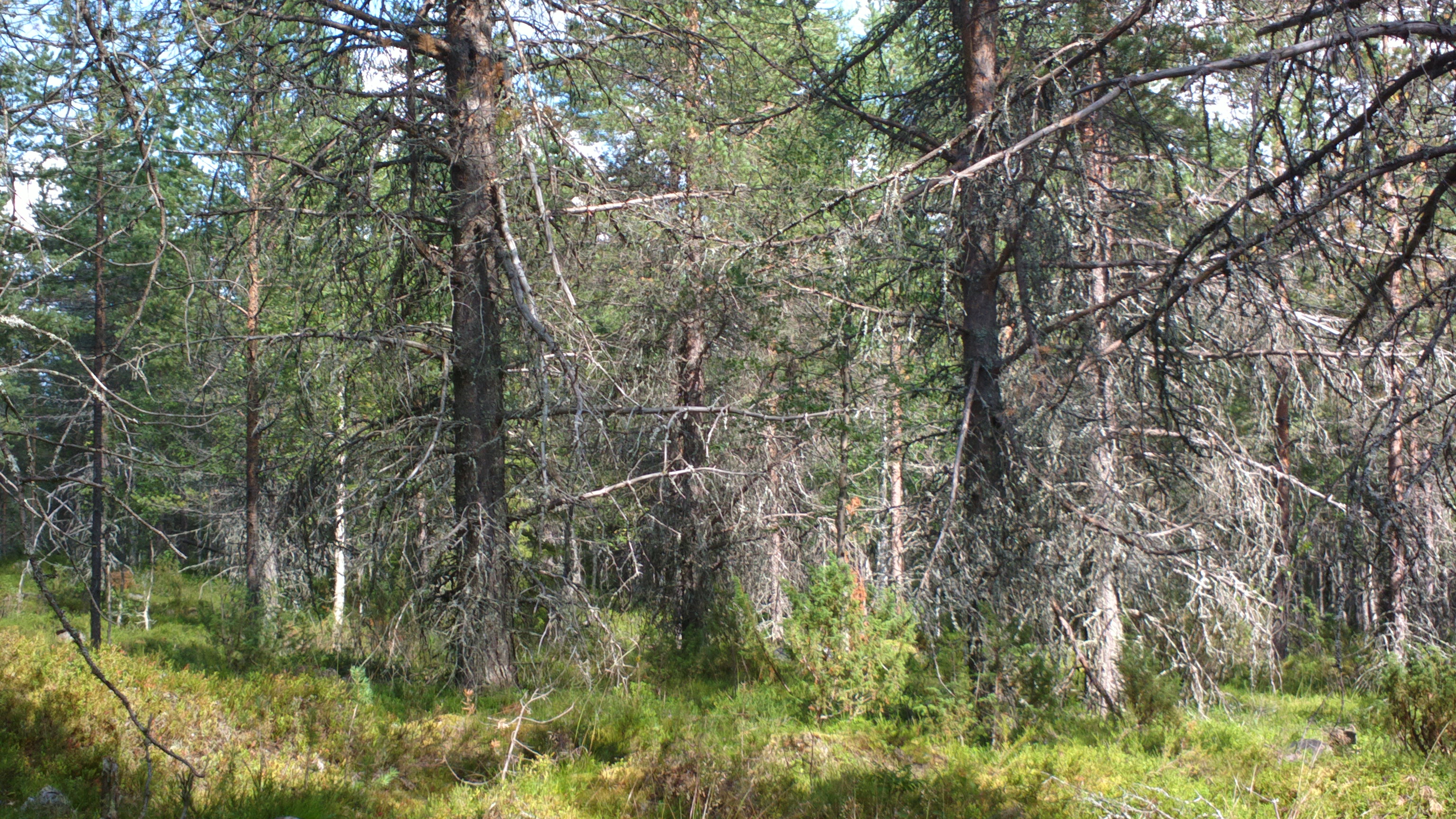 Posio Susivaara/Osaran aukea - Metsälehti