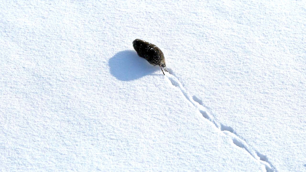 Torju myyrät, istuta varhain - Metsälehti