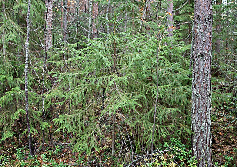 Kevään mieluisat työt - Metsälehti