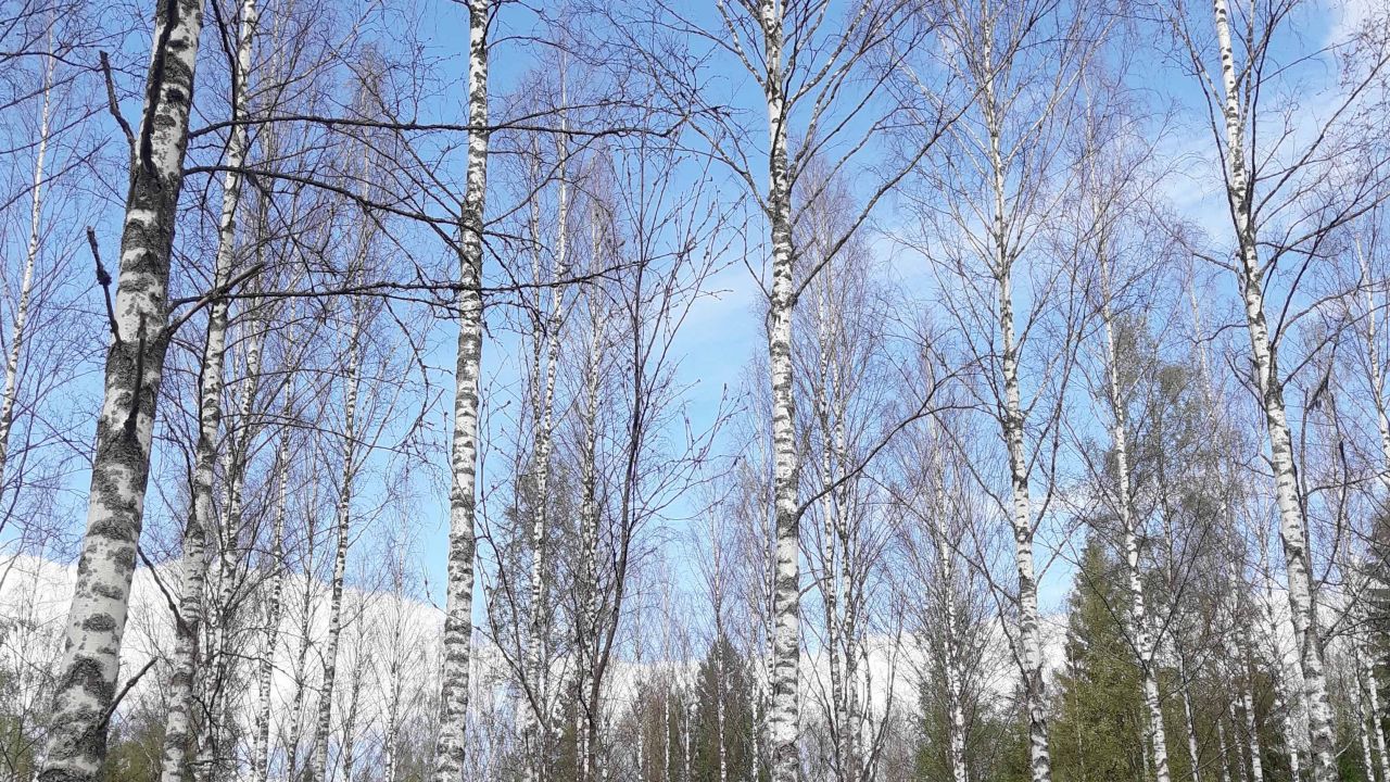Lumimittari kalvaa Keski-Suomen koivikoita - Metsälehti