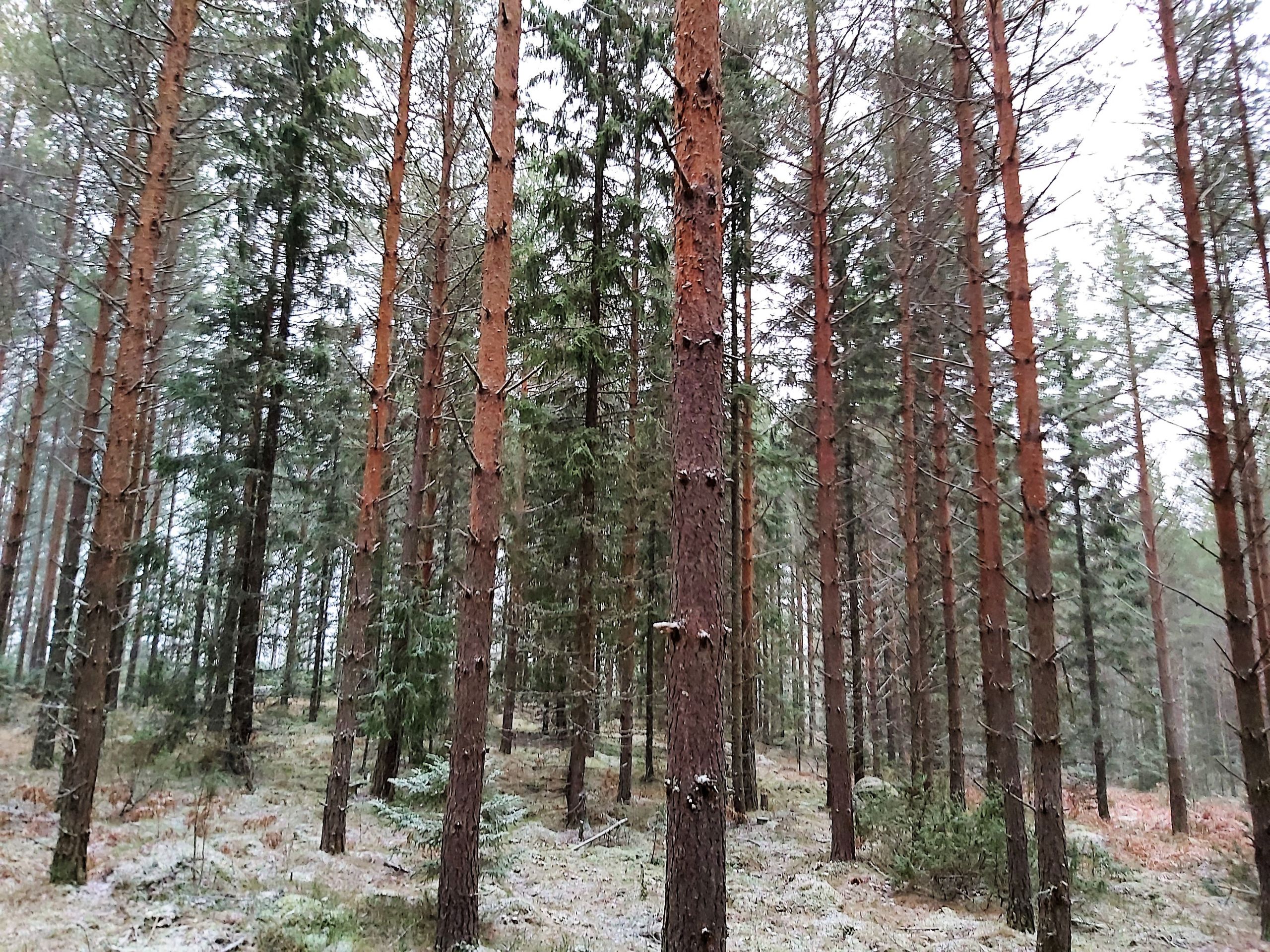 Hannun hintaseuranta: Suurista kohteista tukkulisää - Metsälehti