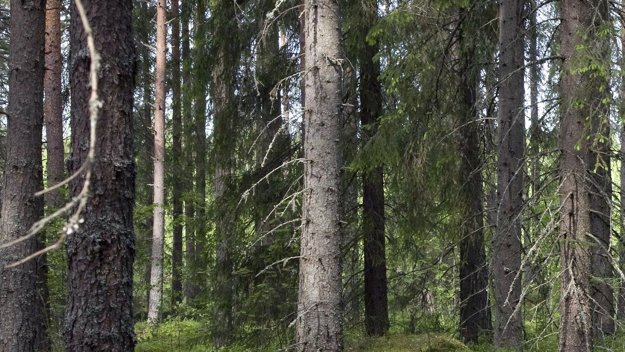 Metsien Hiilinielu Jatkoi Kasvua - Metsälehti