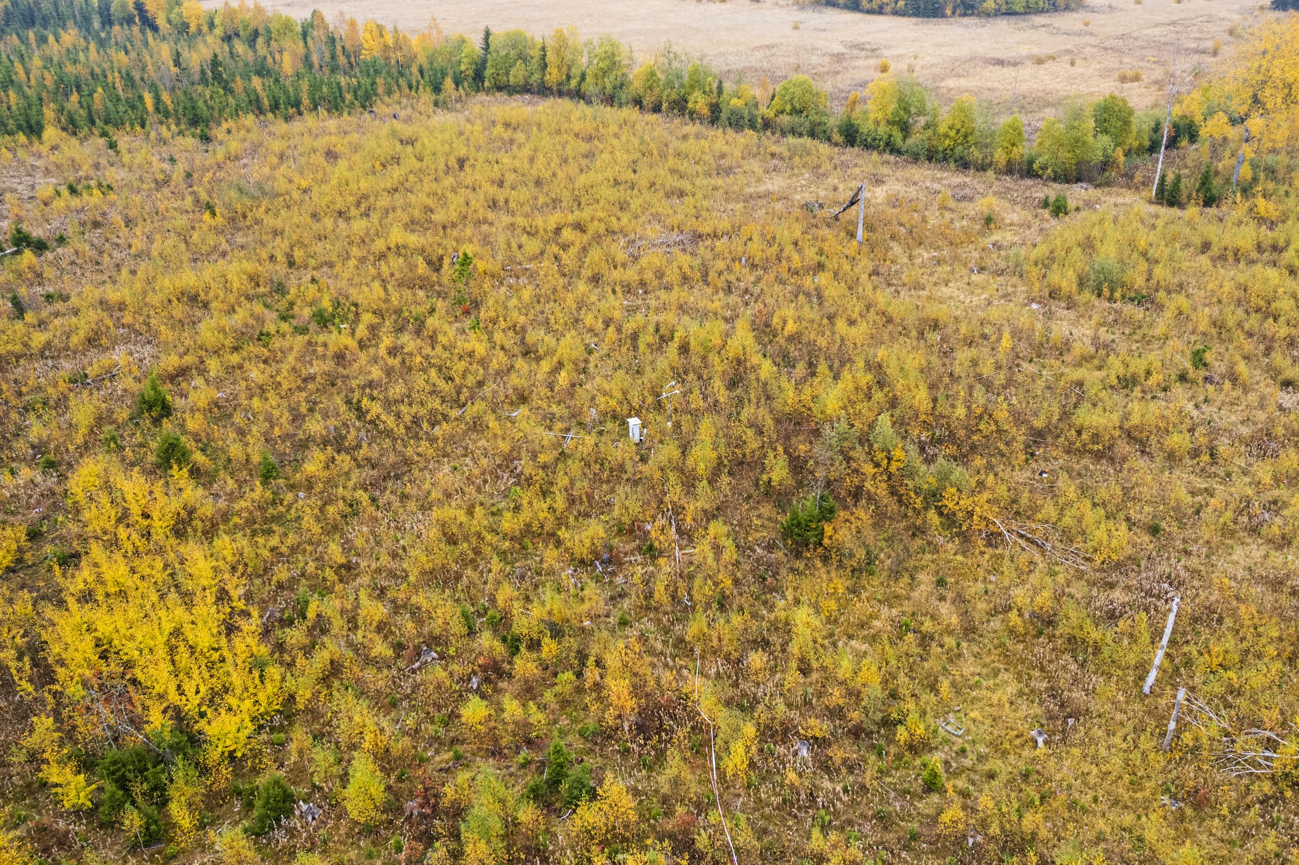 Milloin metsä muuttuu hiilinieluksi? - Metsälehti