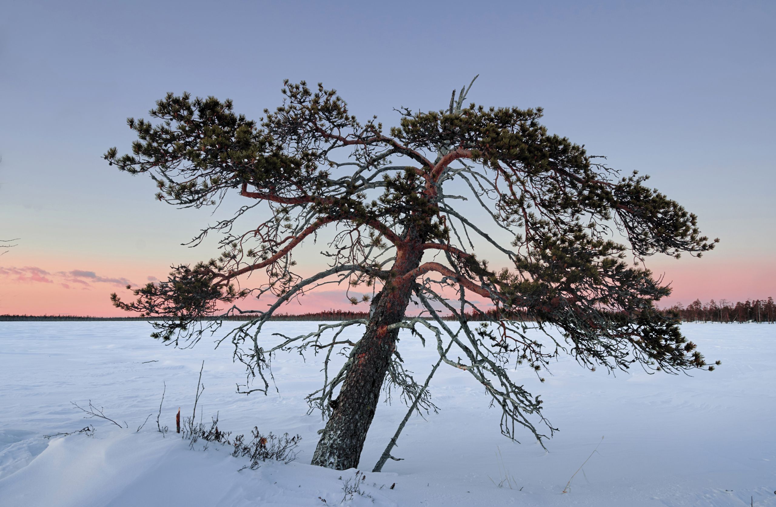 Mikä on erämaa? - Metsälehti