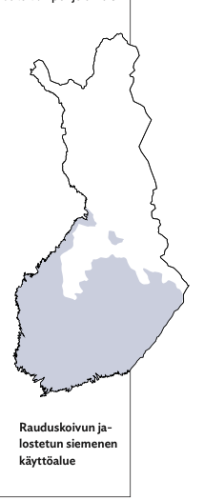 Suomenselkä vailla jalostettua koivua - Metsälehti