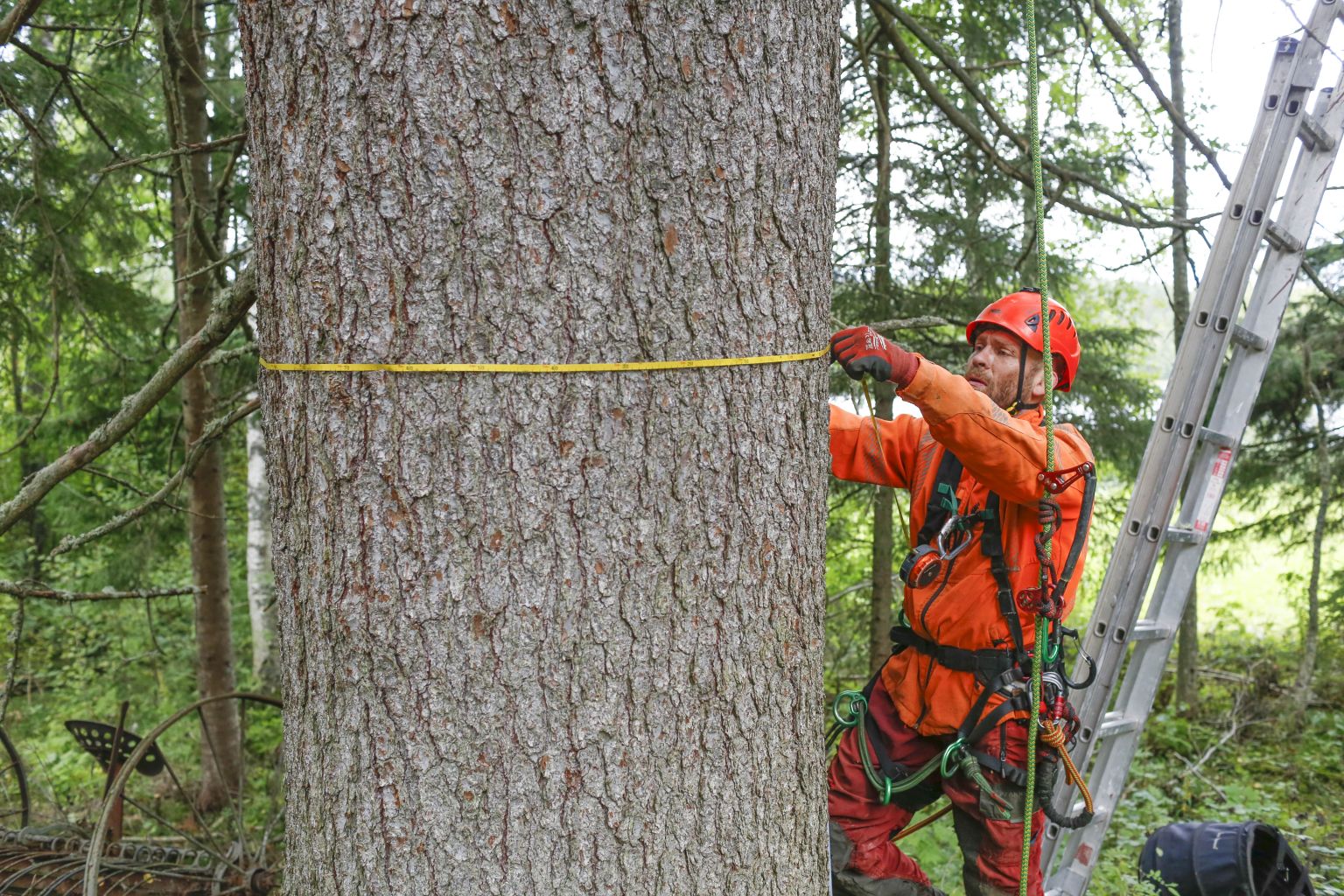 15 Kuution Kuusi - Metsälehti