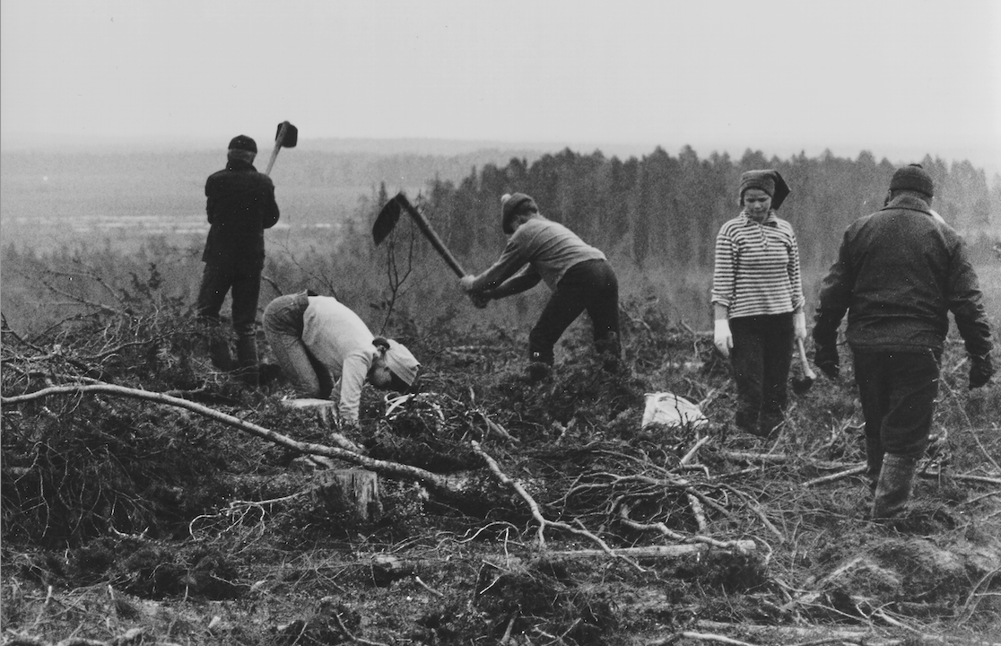 Metsien Kasvu Tuplaantui 90 Vuodessa – Mitkä Olivat Kasvun Tekijät ...