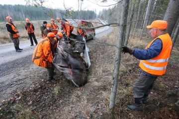 metsästäjiä hirveä siirtämässä