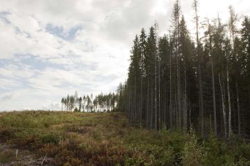 Ruokolahti, Viitalampi, kirjanpainaja tutkimusala