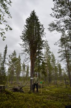 Kuvaaja: Metsähallitus Metsätalous Oy