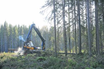 Suonenjoella toimivalle Iisveden Metsn sahalle urakoiva Nokka-Moton yrittj Arvo Nyyssnen hakkasi ptehakkuuleimikkoa Rautalammilla viime viikolla. Kuva: Sami Karppinen (Kuvaaja: Sami Karppinen)