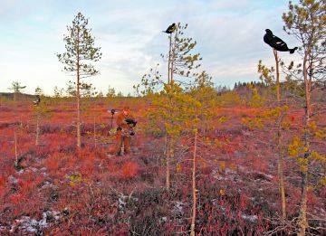 Kolme peräkkäistä huonoa vuotta on ajanut metsäkanalinnut ahtaalle. Niinpä moni metsästi tänä syksynä vain raitista ilmaa tai jätti jahdit jopa tyystin väliin. (Kuvaaja: Jere Malinen)