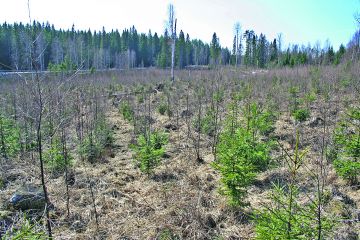 Seitsemänvuotias kuusentaimikko, joka tulisi varhaisperata eli raivata pois kuusentaimien kasvua haittaavat lehtipuut. (Kuvaaja: Karri Uotila)