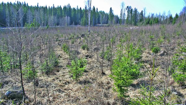 Seitsemänvuotias kuusentaimikko, joka tulisi varhaisperata eli raivata pois kuusentaimien kasvua haittaavat lehtipuut. (Kuvaaja: Karri Uotila)