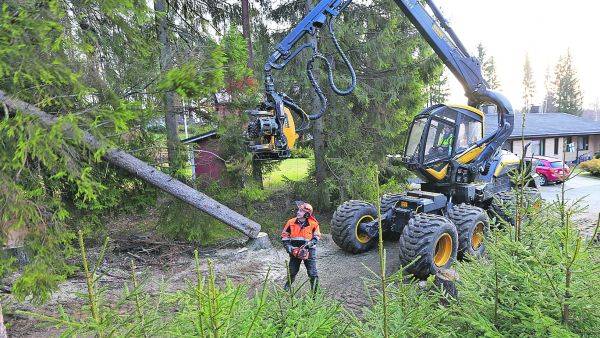 Metsuri Arvo Keto avustaa hakkuukoneenkuljettaja Petri Lahtista vaikeimpien puiden kaadoissa. Keto on tehnyt alueella myös ennakkoraivauksia. (Kuvaaja: Sami Karppinen)