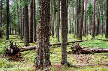 ikimetsää