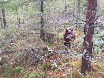 Metsätöissä seuramiehenä Ekku-koiruli