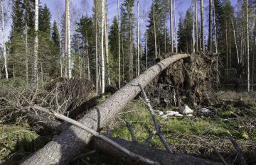 Seija jätti vuonna 2013 jälkeensä tällaisen näkymän.  (Kuvaaja: Mikko Riikilä)