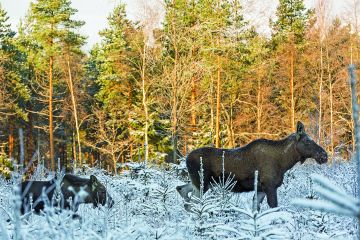 Hirvi on taimikoiden merkittävimpiä tuhoeläimiä. (Kuvaaja: Kimmo Lyytikäinen)