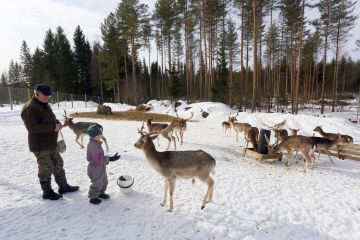 Kuusipeuratarha sijaitsee Kari Luostarisen kotitilan kupeessa Enonkoskella. Vuosittain tuhansiin euroihin paisuva harrastus kustannettaan omistajien kukkaroista.  (Kuvaaja: Jere Malinen)