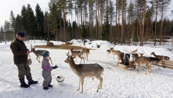 Kuusipeuratarha sijaitsee Kari Luostarisen kotitilan kupeessa Enonkoskella. Vuosittain tuhansiin euroihin paisuva harrastus kustannettaan omistajien kukkaroista.  (Kuvaaja: Jere Malinen)