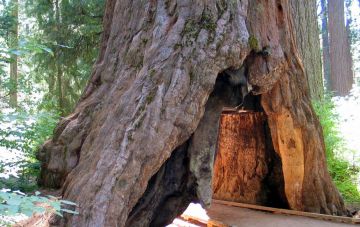 Pioneer Cabin -jättiläispunapuuhun kaiverretulla aukolla haluttiin kilpailla toisen tunnetun puun, aikaa sitten kaatuneen Yosemite-kansallispuiston Wawowan kanssa. (Kuvaaja: Wikimedia Commons)