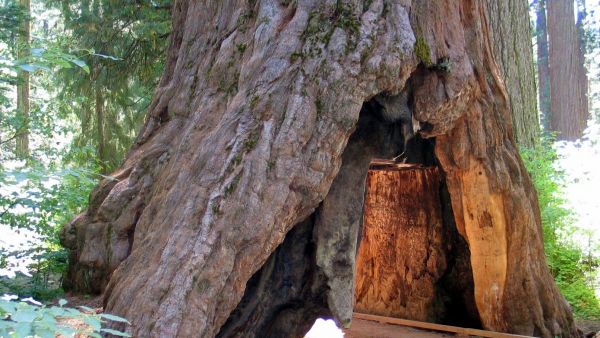 Pioneer Cabin -jättiläispunapuuhun kaiverretulla aukolla haluttiin kilpailla toisen tunnetun puun, aikaa sitten kaatuneen Yosemite-kansallispuiston Wawowan kanssa. (Kuvaaja: Wikimedia Commons)