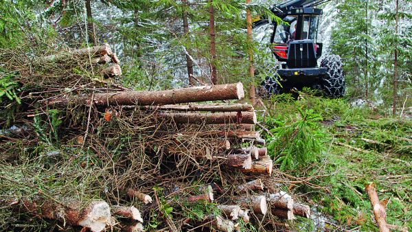 Metsäkeskuksen mukaan keväällä pitäisi olla runsaasti tukihyväksynnän saaneita töitä toteutusta odottamassa. Tukilukujen perusteella nuorten metsien kunnostuksissa ei siis pitäisi olla seisokkia. (Kuvaaja: Mikko Riikilä)