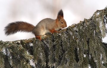 Orava kuusenoksalla