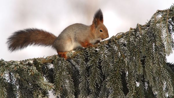 Orava kuusenoksalla