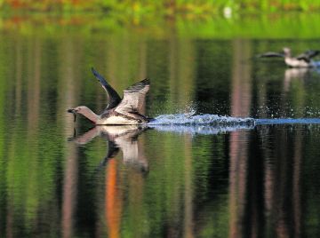 Kaakkurit tuovat poikasilleen kaloja muilta vesiltä, myös mereltä. (Kuvaaja: Veli-Matti Väänänen)