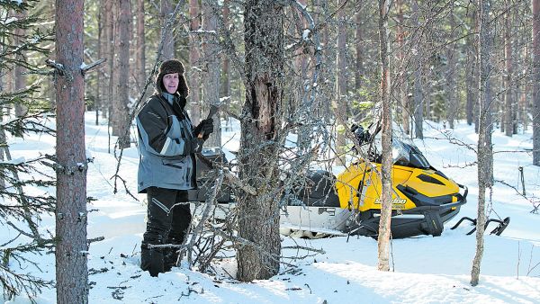 Metsähallituksen suunnittelija Reijo Kuosmanen on seurannut tervasroson etenemistä Pudasjärven männiköissä. Jaurakkavaarassa kuolleet puut ovat usein niin löyhiä, etteivät juuri kelpaa edes energiapuuksi. (Kuvaaja: Hannu Huttu)