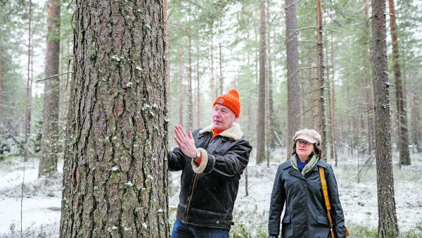 Jatkuvassa kasvatuksessa parhaat puut saavat kasvaa, joten vanhojen mäntyjen tyvitukit ovat todella korkealaatuisia, Sauli Valkonen kertoo.  Mukana myös Riikka Piispanen. (Kuvaaja: Seppo Samuli)