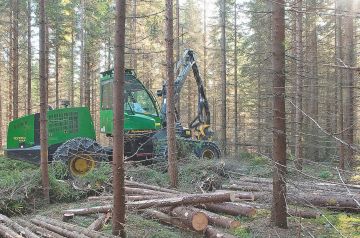 kuusikon ensiharvennusta