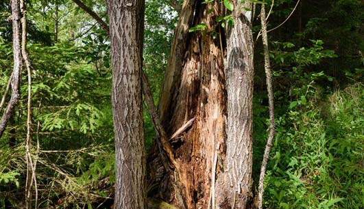 Metsäteollisuus patistaa maanomistajia lisäämään lahopuuta metsissään.