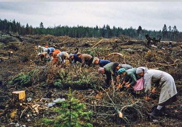 Lapsia ja nuoria kylvämässä paloalueelle puun siemeniä Kalannissa Varsinais-Suomessa vuonna 1956.