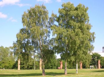 Helsingin yliopiston tutkijat löysivät yhteyden rauduskoivun ja dinosaurusten välillä.