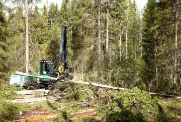 Metsäkoneenkuljettaja Jani Sälliluoma hakkasi kesäkuun alkupuolella kuusitukkeja Lavialla Satakunnassa sijaitsevassa päätehakkuuleimikossa. (Kuvaaja: Janne Ruotsalainen)