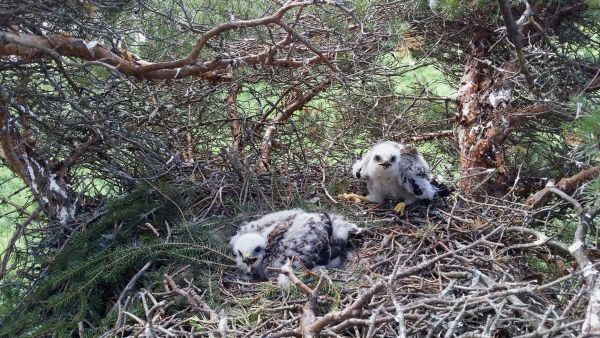 Hiirihaukan poikaset männyn tuulenpesään rakennetussa pesässä. Havupuiden tuulenpesät kannattelevat hyvin haukanpesiä. (Kuva: Pasi Makkonen)