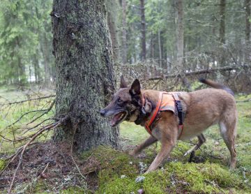 Ihminen ei kirjanpainajien levittämää feromonia haista, mutta tarkkavainuinen koira huomaa sen helposti.