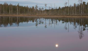 Täysikuu Martinselkosen lammella alkukesällä. Kuva: Ari Komulainen