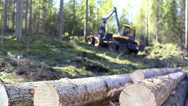 Syyskauden ennuste on, että metsissä tapahtuu. PH-Forest korjasi hiljattain leimikon Petäjävedellä. Tukit sahataan Juupajoella JPJ-Woodin sahalla. (Kuvaaja: Sami Karppinen)