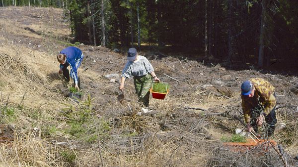 Säästyneiden muokkauskulujen vastapainona ovat liiallinen märkyys sekä heinittymisen ja vesoittumisen vaivat. Onnistumista auttaa, jos käytetään kookkaita taimia. (Kuvaaja: Erkki Oksanen)