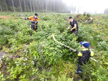 Tähän istutettiin kuusentaimet 2016. Nyt vatukkoa on niin paljon, että taimet tukehtuvat ilman heinäämistä. (Kuvaaja: Juha Tanhua)