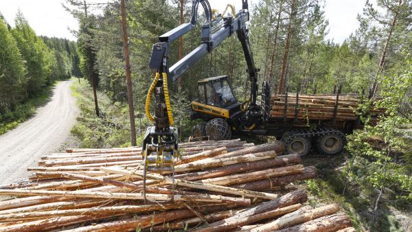 Metsätuholaki säätelee, milloin havupuutavara on kuljetettava pois metsästä. Metsäteollisuus ehdottaa, että sääntelystä luovuttaisiin männyn osalta. (Kuvaaja: Sami Karppinen)