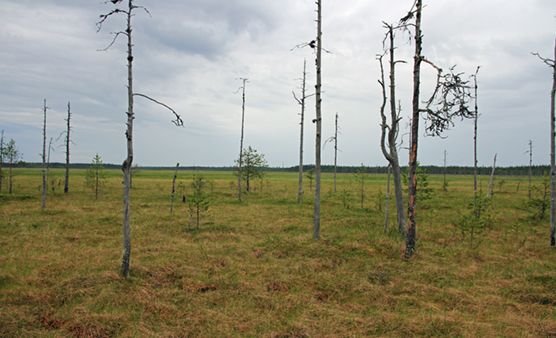 Pitkänevan alue Pohjois-Pohjanmaalta suojeltiin valtioneuvoston asetuksella.  (Kuvaaja: Ari Meriruoko)