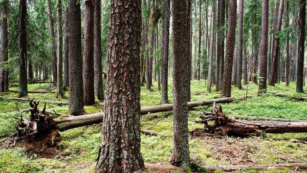 Jos kuolinpesään kuuluu metsää, sen voi pesänjaossa osoittaa yhdelle tai useammalle osakkaalle sen mukaan, miten perintöosuudet ja muu omaisuus sen mahdollistavat ja miten osakkailla on kiinnostusta ottaa metsää omistukseensa. (Kuva: Mikko Riikilä)