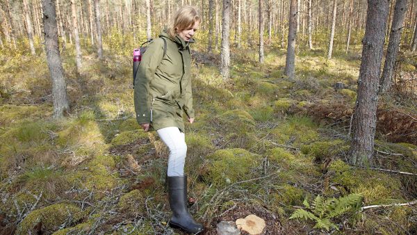 Juurikääpää on muun muassa tällä ojitetulla suolla Yläneellä Länsi-Suomessa. Tässä puusukupolvessa sieni ei todennäköisesti vielä ehdi aiheuttamaan suuria taloudellisia tappiota, mutta paikalle aikanaan nousevassa taimikossa se voi jo aiheuttaa laajoja ongelmia, tutkija Tuula Piri sanoo. (Kuvaaja: Janne Ruotsalainen)
