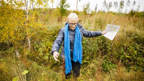 Uudelle metsänomistajalle voi tulla yllätyksenä, että taimikko on täynnä kuoppia ja heinää. Taustalla näkyvät siemenpuumännyt odottavat Irja Koskelan ensimmäistä puukauppaa. (Kuvaaja: Seppo Samuli)